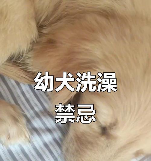 金毛犬产后多久可以洗澡？（产后护理与清洁的关键）(图2)
