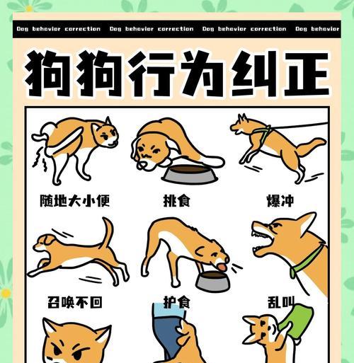 如何正确抱起一只狗狗（训练指南及技巧，让你和狗狗更安全快乐地互动）(图2)