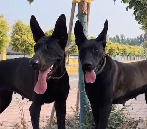 以人工立耳的狗（了解人工立耳技术在狗身上的应用和影响力）(图1)