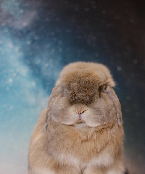 兔子的脾气与性格特点（温顺可爱的兔子，隐藏的脾气让人惊讶）(图3)