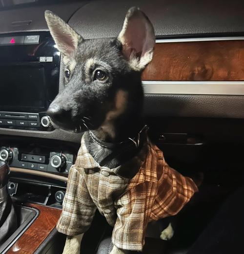 以人工立耳的狗（了解人工立耳技术在狗身上的应用和影响力）(图3)