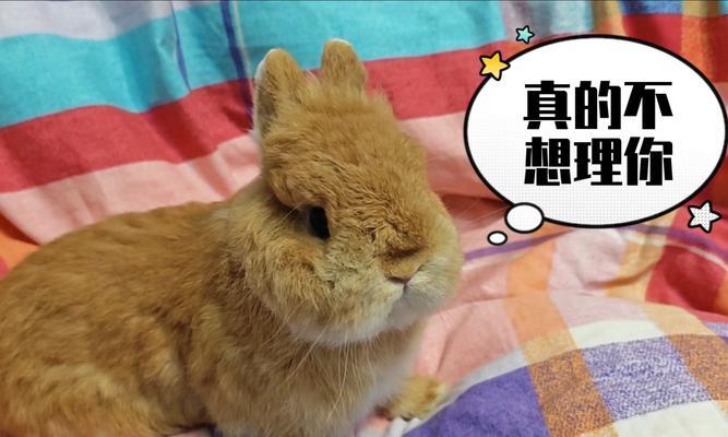 兔子的脾气与性格特点（温顺可爱的兔子，隐藏的脾气让人惊讶）(图2)