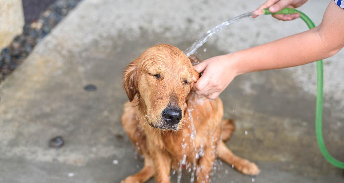 金毛犬产后多久可以洗澡？（产后护理与清洁的关键）(图3)