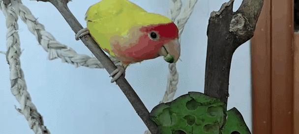 适合鹦鹉啃咬的树木及其好处(选择合适的树木让你的鹦鹉健康快乐)(图1) 适合鹦鹉啃咬的树木及其好处(选择合适的树木让你的鹦鹉健康快乐)(图1)