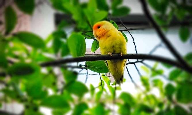 适合鹦鹉啃咬的树木及其好处(选择合适的树木让你的鹦鹉健康快乐)(图3) 适合鹦鹉啃咬的树木及其好处(选择合适的树木让你的鹦鹉健康快乐)(图3)