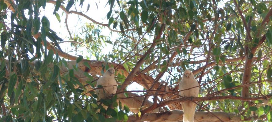 适合鹦鹉啃咬的树木及其好处(选择合适的树木让你的鹦鹉健康快乐)(图2) 适合鹦鹉啃咬的树木及其好处(选择合适的树木让你的鹦鹉健康快乐)(图2)