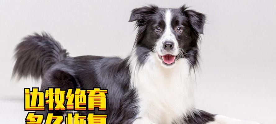 母犬绝育的最佳时机（了解适合绝育的母犬年龄和时机）(图3)