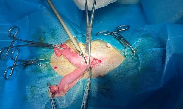 母犬绝育的最佳时机（了解适合绝育的母犬年龄和时机）(图1)