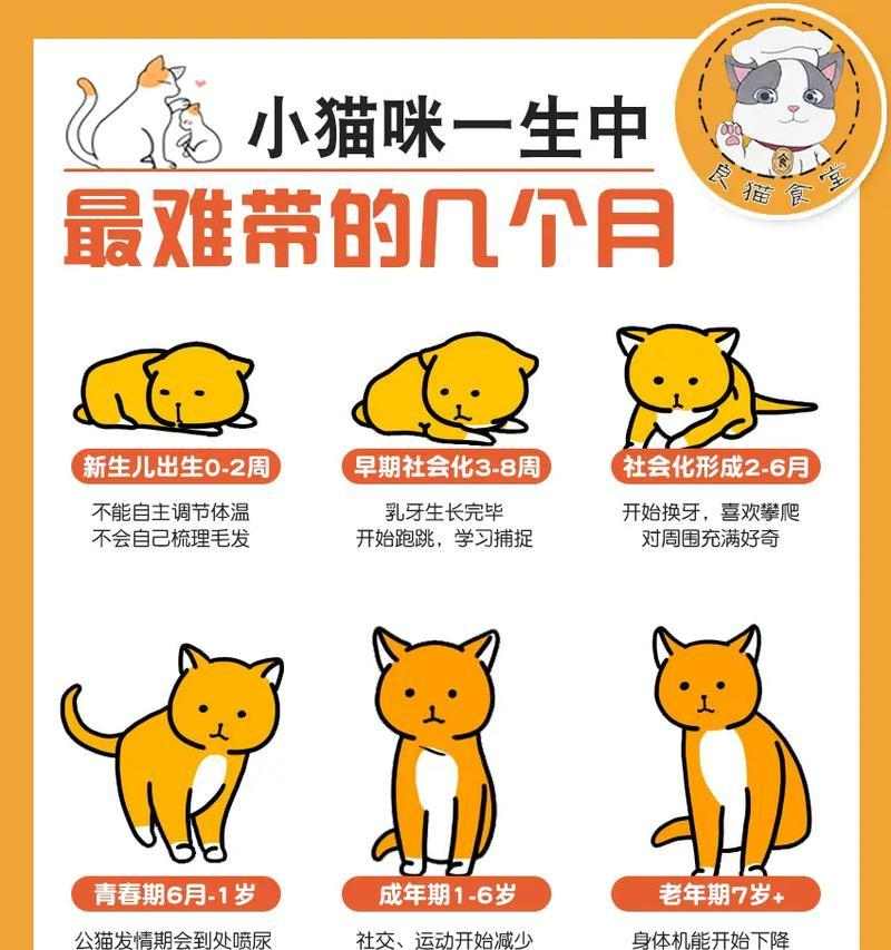 养猫须知（了解猫咪健康知识，给它们更好的