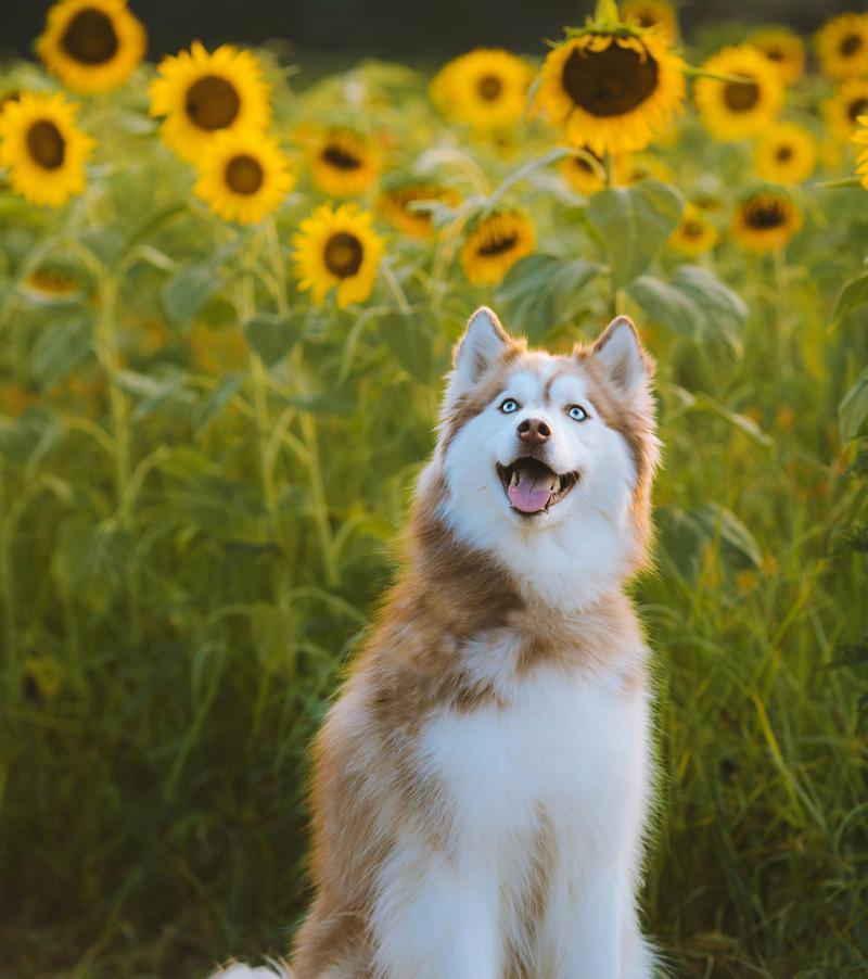 狗狗洗澡的最佳时间和频率（了解狗狗洗澡的最佳时间和频率，让你的宠物保持干净与健康）(图2)