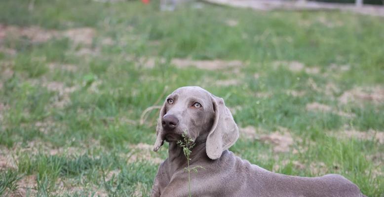 如何科学喂养6个月大的狗？（养狗专家分享关于6个月大狗狗饮食的建议）(图2)