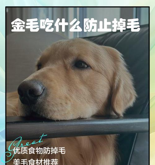 金毛幼犬的饮食搭配指南（为您的金毛幼犬提供健康的饮食选择）(图1)