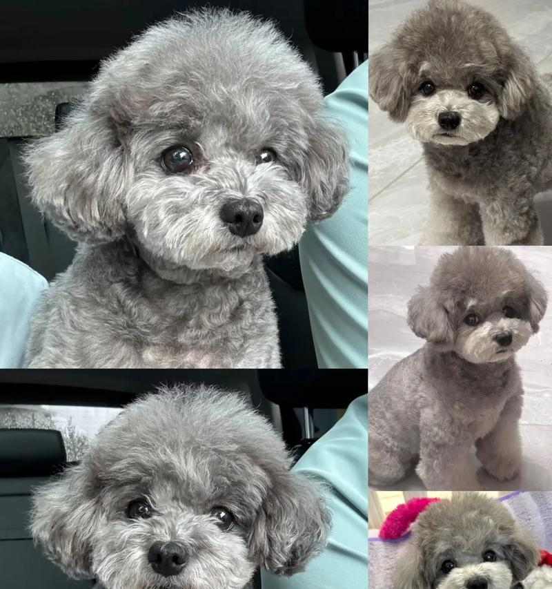 泰迪狗断奶时间的重要性（了解泰迪狗断奶时