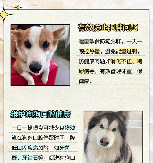 如何科学喂养6个月大的狗？（养狗专家分享