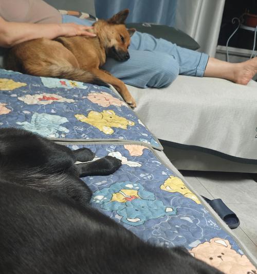 狗狗洗澡的最佳时间和频率（了解狗狗洗澡的最佳时间和频率，让你的宠物保持干净与健康）(图3)