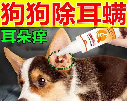 解决柯基耳朵耳螨问题的方法（掌握关键技巧，让柯基摆脱耳螨的困扰）(图3)