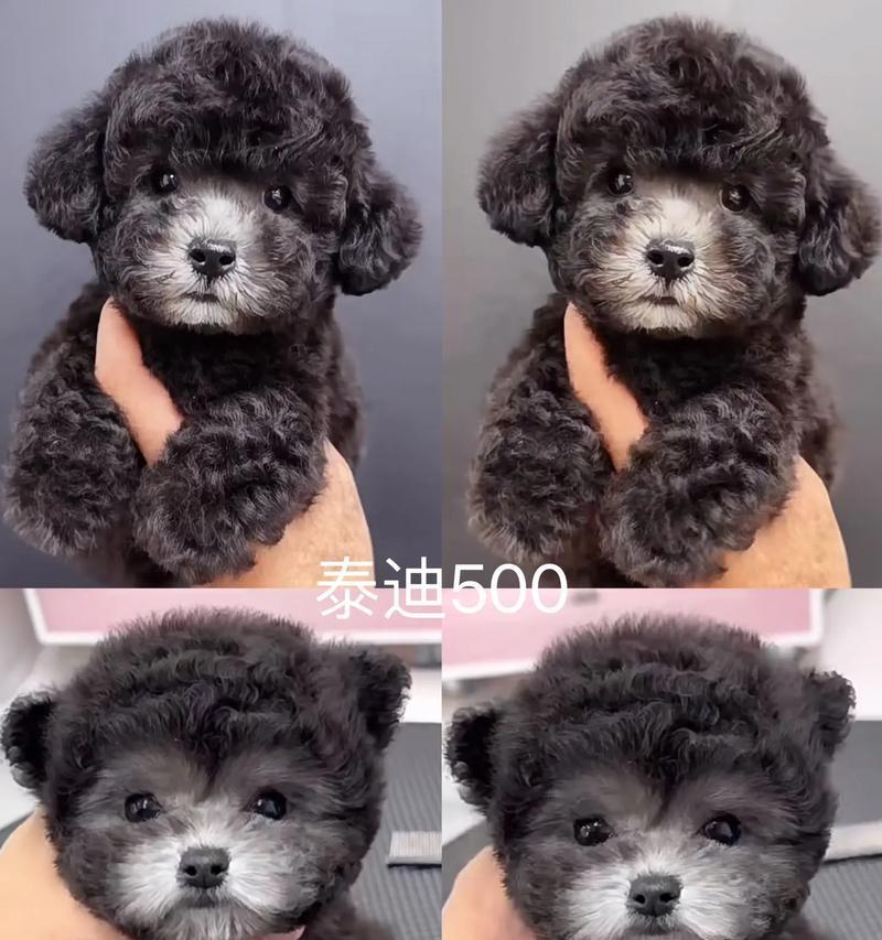 泰迪狗断奶时间的重要性（了解泰迪狗断奶时间的因素及注意事项）(图2)