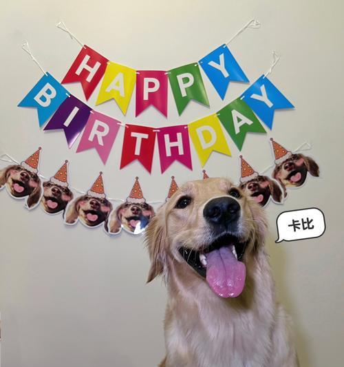 宠物狗造型（揭秘狗狗造型修剪的最佳时间和频率）(图2)