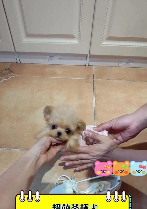 茶杯犬真的不会长大吗？（探究茶杯犬的真实情况及购买价格）(图1)