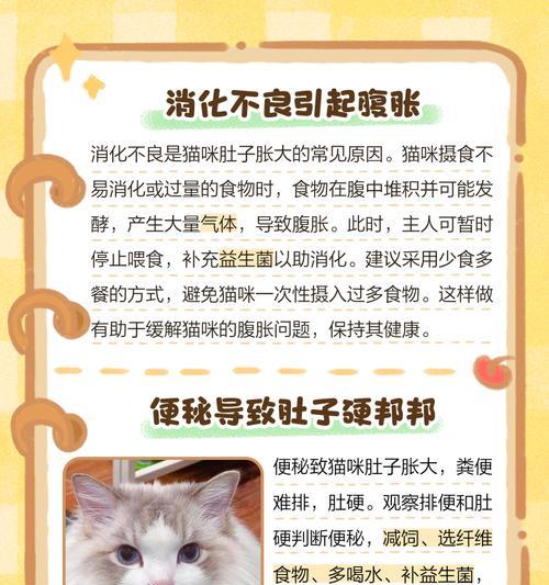 小猫肚子大能撑多久？（探究小猫肚子大的原因及其对生活的影响）(图3)