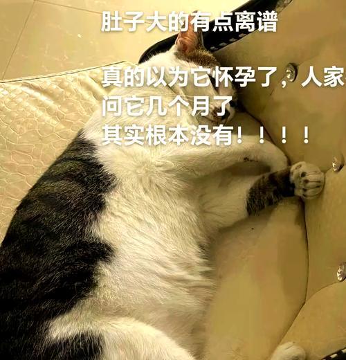 小猫肚子大能撑多久？（探究小猫肚子大的原因及其对生活的影响）(图1)