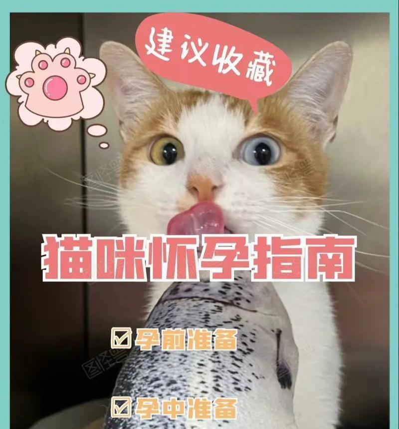 小猫肚子大能撑多久？（探究小猫肚子大的原因及其对生活的影响）(图2)