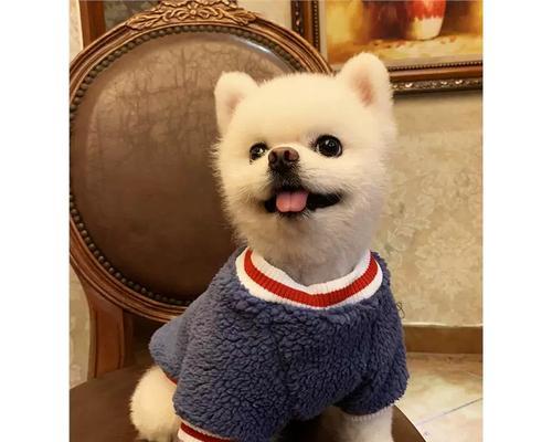 茶杯犬真的不会长大吗？（探究茶杯犬的真实情况及购买价格）(图2)