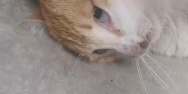 小猫中毒后的康复之路（探讨小猫中毒的康复