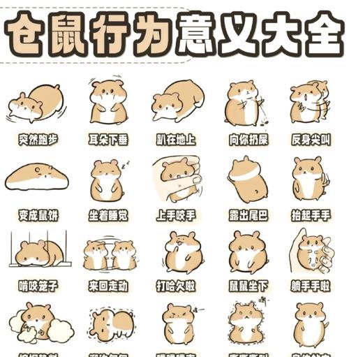 仓鼠洗澡的频率与注意事项（养仓鼠必读，它们的洗澡习惯与健康需求）(图3)