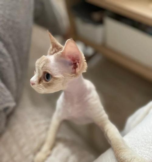 蓝猫为何频繁打喷嚏流鼻涕？（猫咪感冒注意事项，助你照顾宠物健康）(图3)