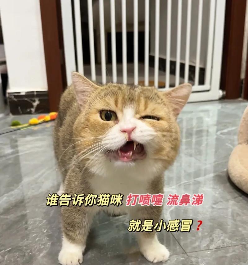 蓝猫为何频繁打喷嚏流鼻涕？（猫咪感冒注意事项，助你照顾宠物健康）(图2)