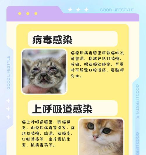 蓝猫为何频繁打喷嚏流鼻涕？（猫咪感冒注意