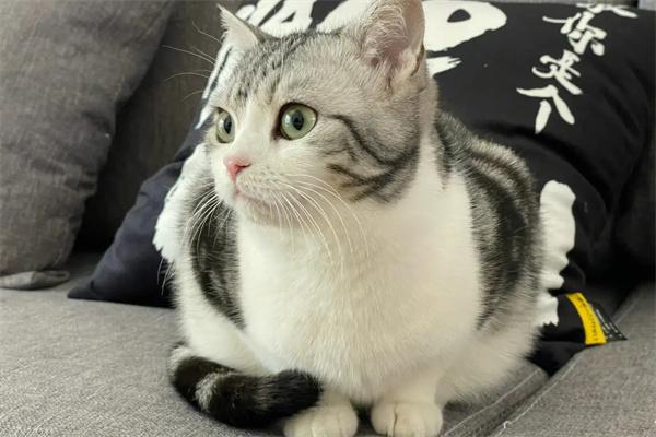 猫咪为什么不和主人亲近?(图2) 猫咪为什么不和主人亲近?(图2)