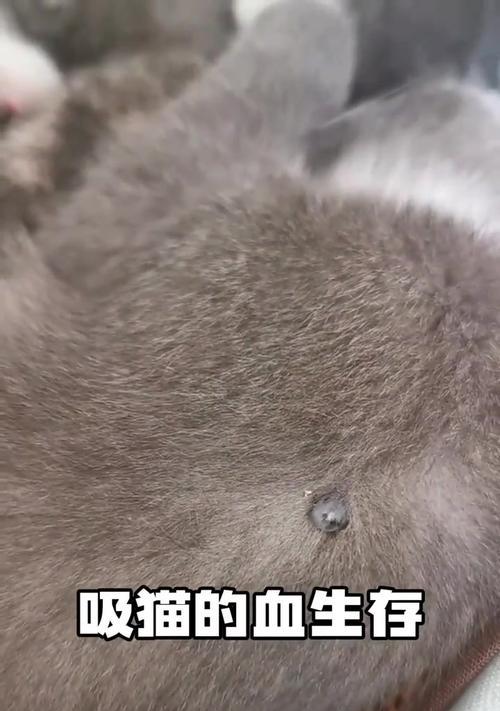 揭秘猫咪身上的寄生虫（了解猫咪身上的常见寄生虫及防治方法）(图1)