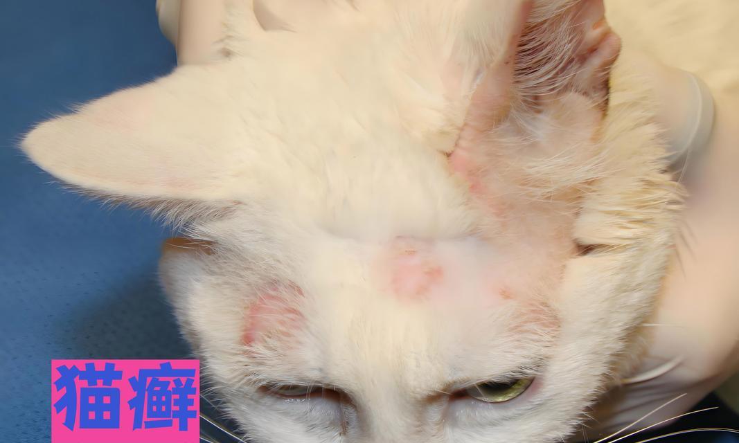 揭秘猫咪身上的寄生虫（了解猫咪身上的常见寄生虫及防治方法）(图2)