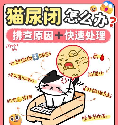 以坐车猫可以憋尿多久？（揭秘猫咪的尿意忍耐能力）(图1)