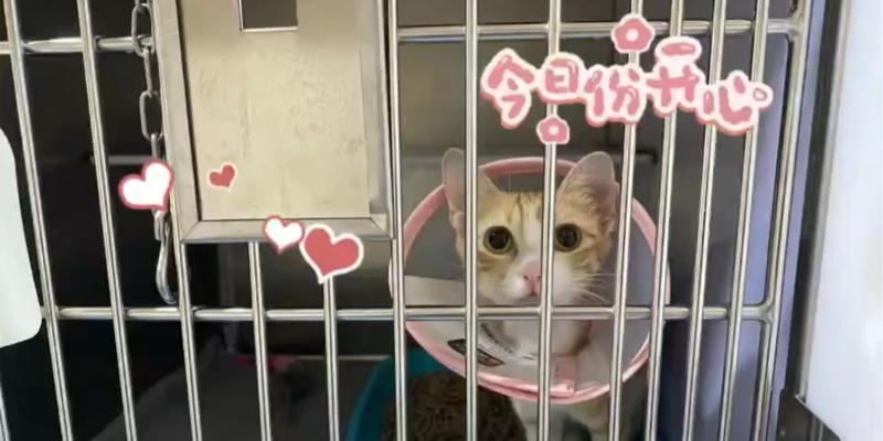 以坐车猫可以憋尿多久？（揭秘猫咪的尿意忍耐能力）(图3)