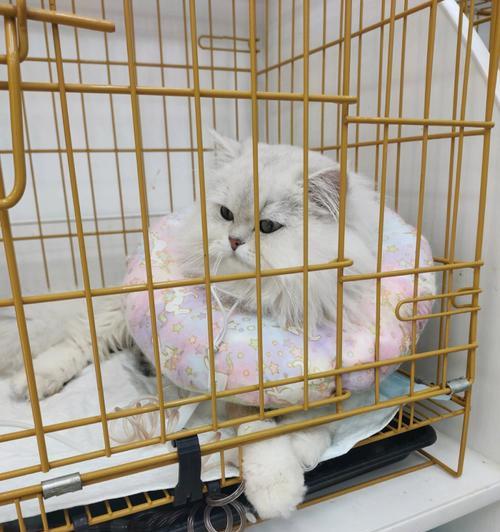 以坐车猫可以憋尿多久？（揭秘猫咪的尿意忍耐能力）(图2)