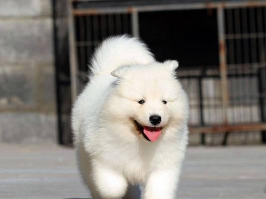 萨摩耶犬的六个小秘密，揭开它们的可爱面纱（了解这些秘密，你会更爱萨摩耶！）(图2)