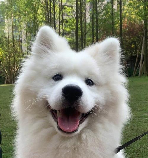 萨摩耶犬的六个小秘密，揭开它们的可爱面纱（了解这些秘密，你会更爱萨摩耶！）(图1)