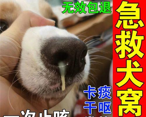 狗狗增强抵抗力的药物——保障宠物健康（探索药物改善狗狗免疫系统的有效方法）(图2)