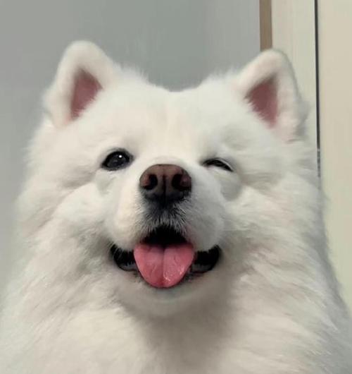 萨摩耶犬的六个小秘密，揭开它们的可爱面纱（了解这些秘密，你会更爱萨摩耶！）(图3)