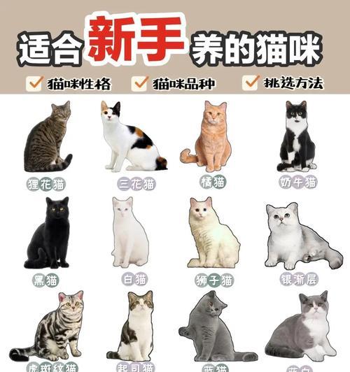 狮子猫的寿命和关键因素（探索狮子猫寿命的长短及其影响因素）(图2)