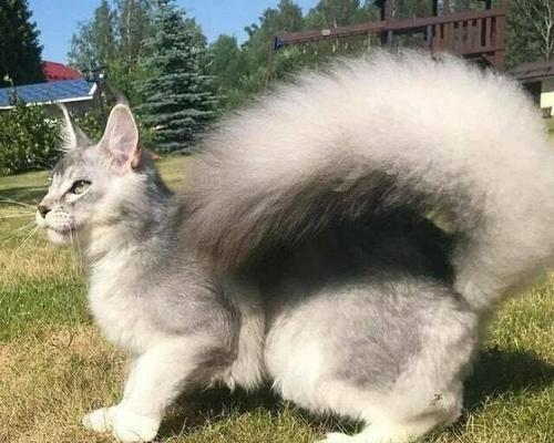 狮子猫的寿命和关键因素（探索狮子猫寿命的长短及其影响因素）(图3)