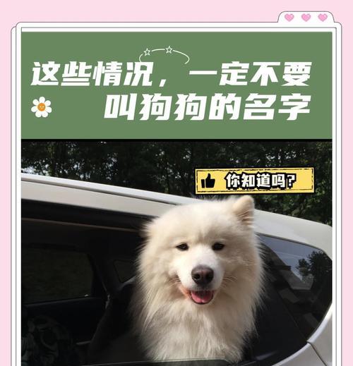 狗的记忆力（揭秘狗狗记忆力的奥秘和限制）(图3)