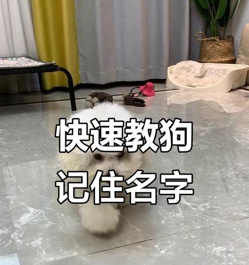 狗的记忆力（揭秘狗狗记忆力的奥秘和限制）(图2)