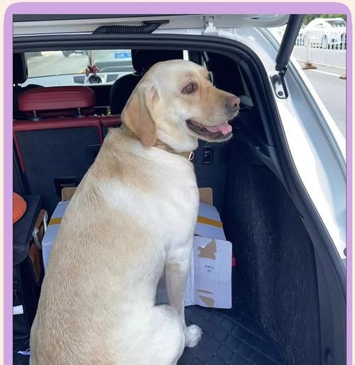 拉布拉多需要睡多久?(了解拉布拉多的睡眠需求及养护关键)(图3) 拉布拉多需要睡多久?(了解拉布拉多的睡眠需求及养护关键)(图3)