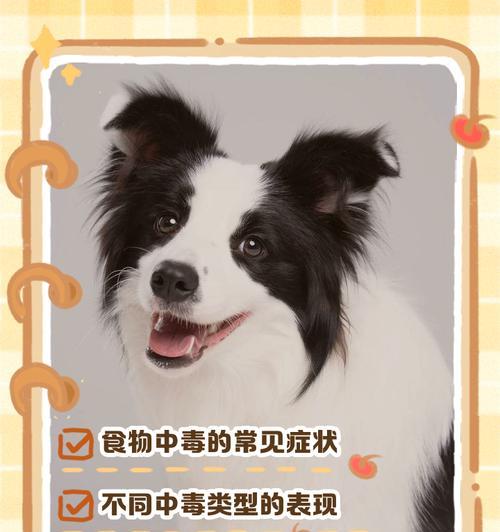 狗狗可以吃蛋白和蛋黄吗?(错误的喂食方法可能会导致中毒)(图3) 狗狗可以吃蛋白和蛋黄吗?(错误的喂食方法可能会导致中毒)(图3)