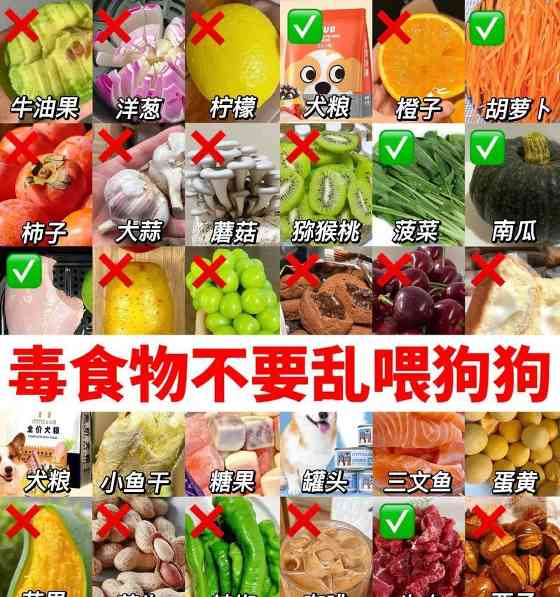 狗狗可以吃蛋白和蛋黄吗?(错误的喂食方法可能会导致中毒)(图1) 狗狗可以吃蛋白和蛋黄吗?(错误的喂食方法可能会导致中毒)(图1)
