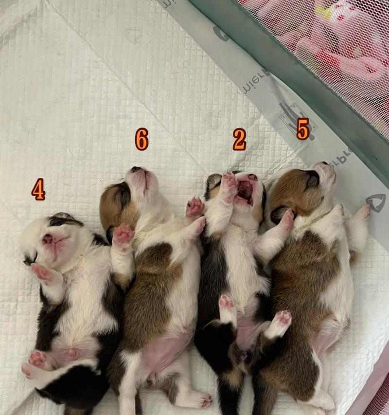 柯基犬市场价格调查（了解柯基的价格趋势和因素）(图2)